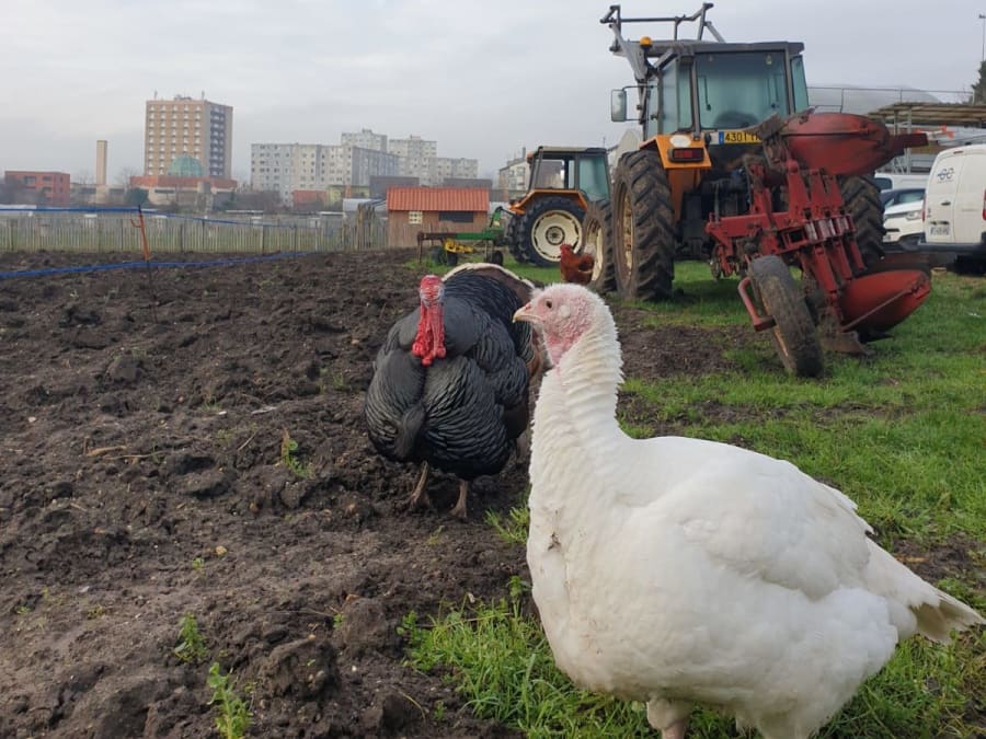 Taller de comederos para pájaros y animales en la Ferme de St De
