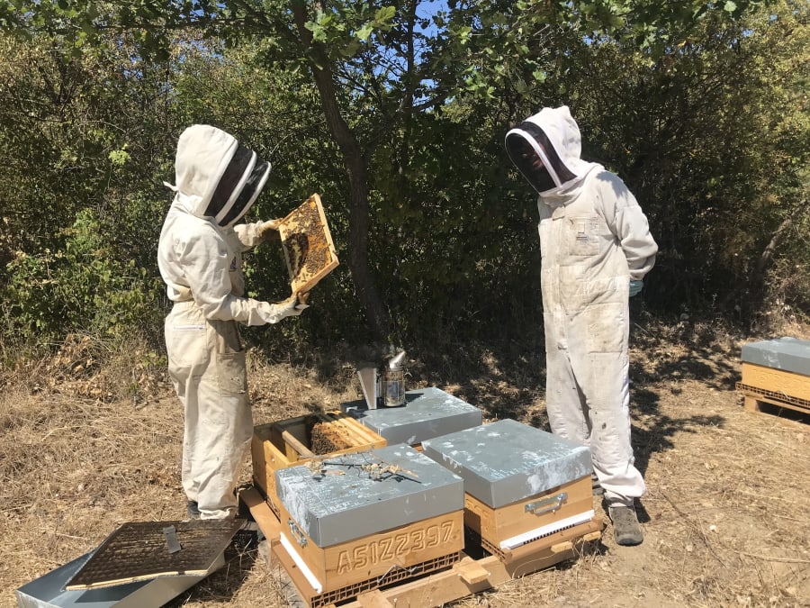 Atelier initiation à l'apiculture à Aix-en-Provence