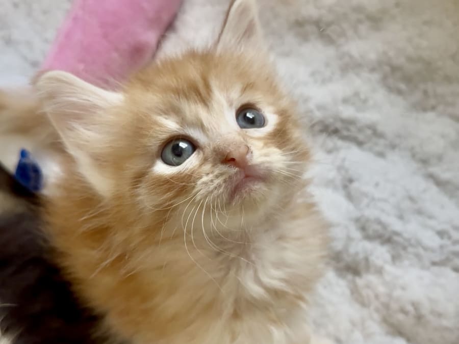 Atelier de jeux et câlins avec les chatons à Paris 4ème