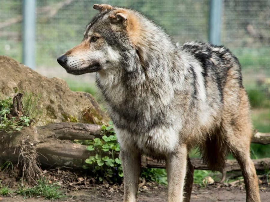 Billet pour le parc du Thot (24)