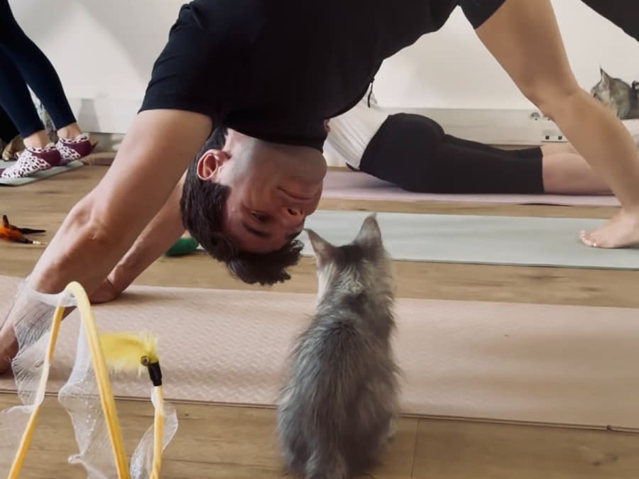 Ioga com gatos e gatinhos/Kitten Yoga em Lagny-sur-Marne (77)