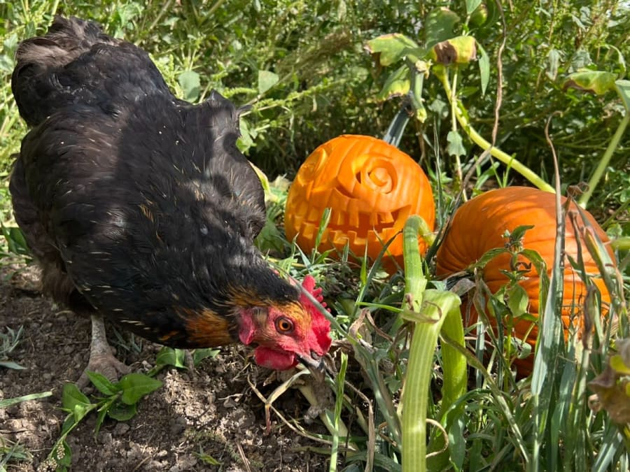 Festa della zucca e animali alla Fattoria di Gally a St-Denis