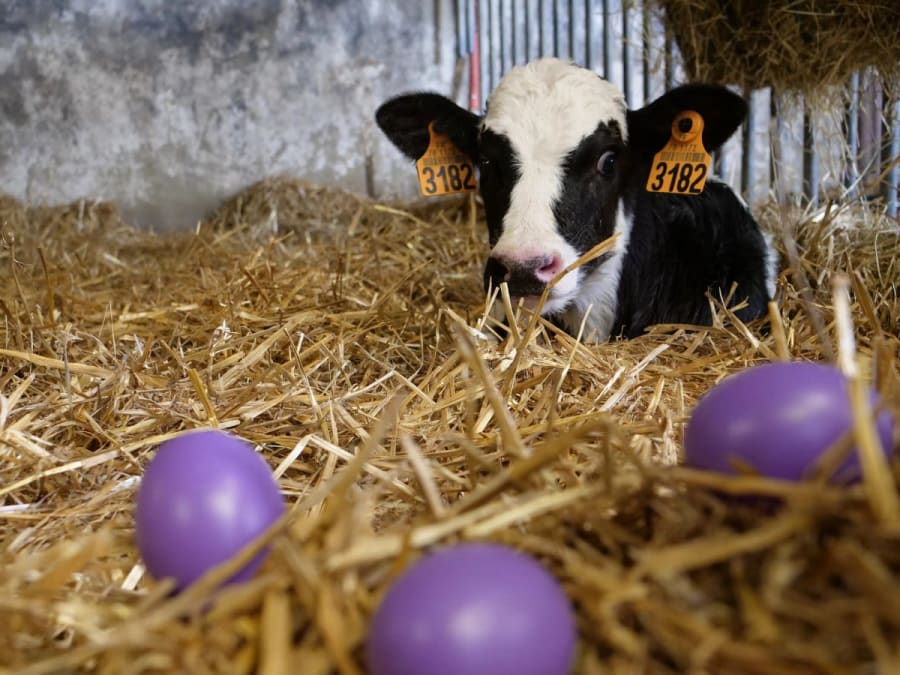 Chasse aux Œufs à la ferme pédagogique de Rambouillet