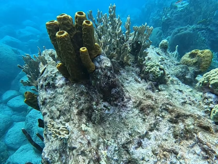 Plongée d'exploration guidée ou autonome en Guadeloupe (971)