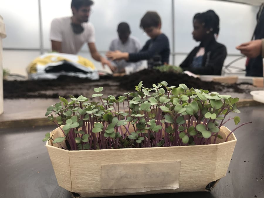 Visite d'une ferme urbaine micros-pousses à Paris 20ème