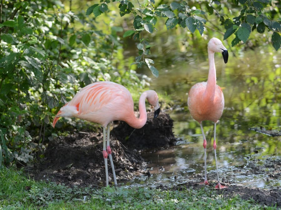Billet pour le Tropiquarium à Servion