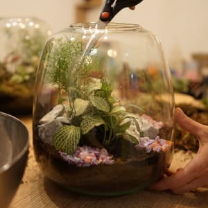 terrarium