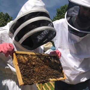 apiculture