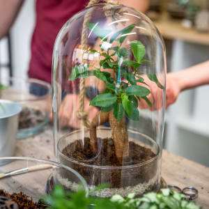 atelier terrarium