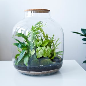 Terrarium