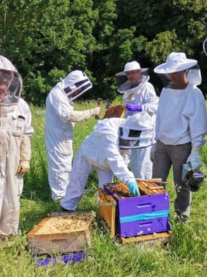 Apiculture