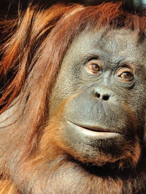 zoo paris