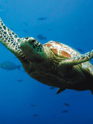 aquarium paris