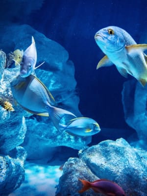 aquarium