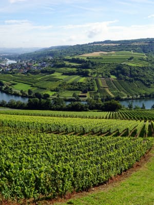 moselle