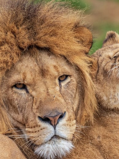 activité famille Toulouse