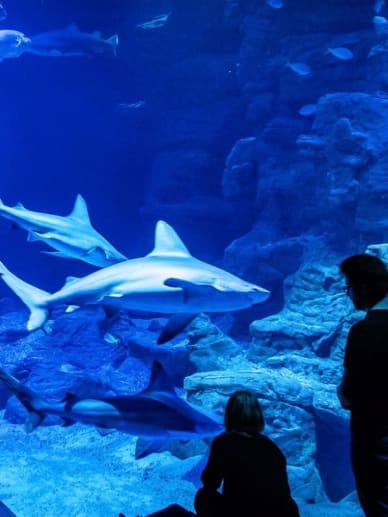 activité enfant montpellier