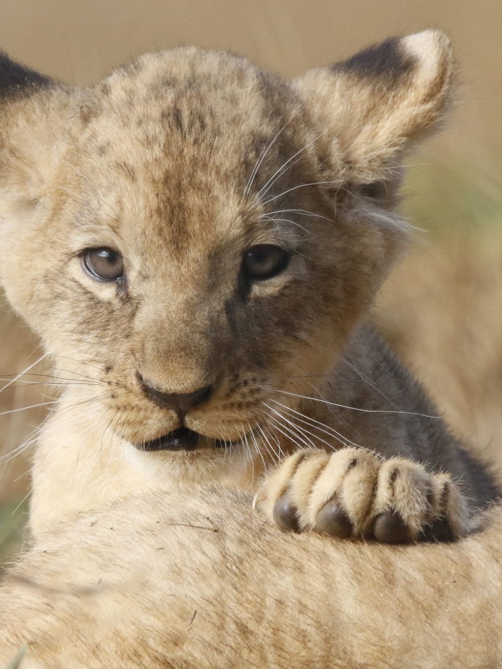 Zoo de La Boissière-du-Doré 