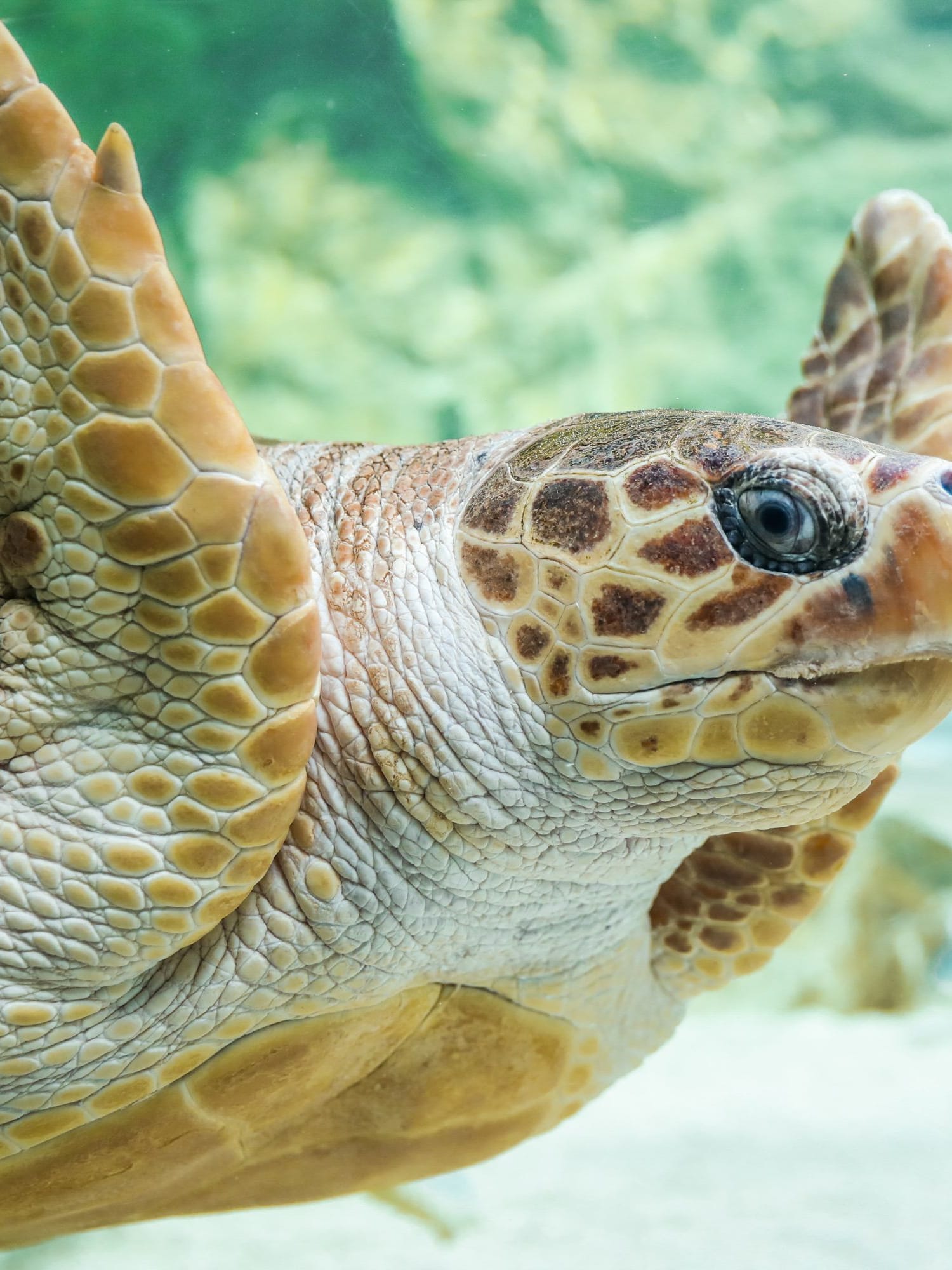 Aquarium Biarritz