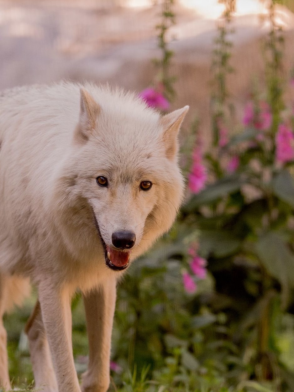 parc animalier de courzieu