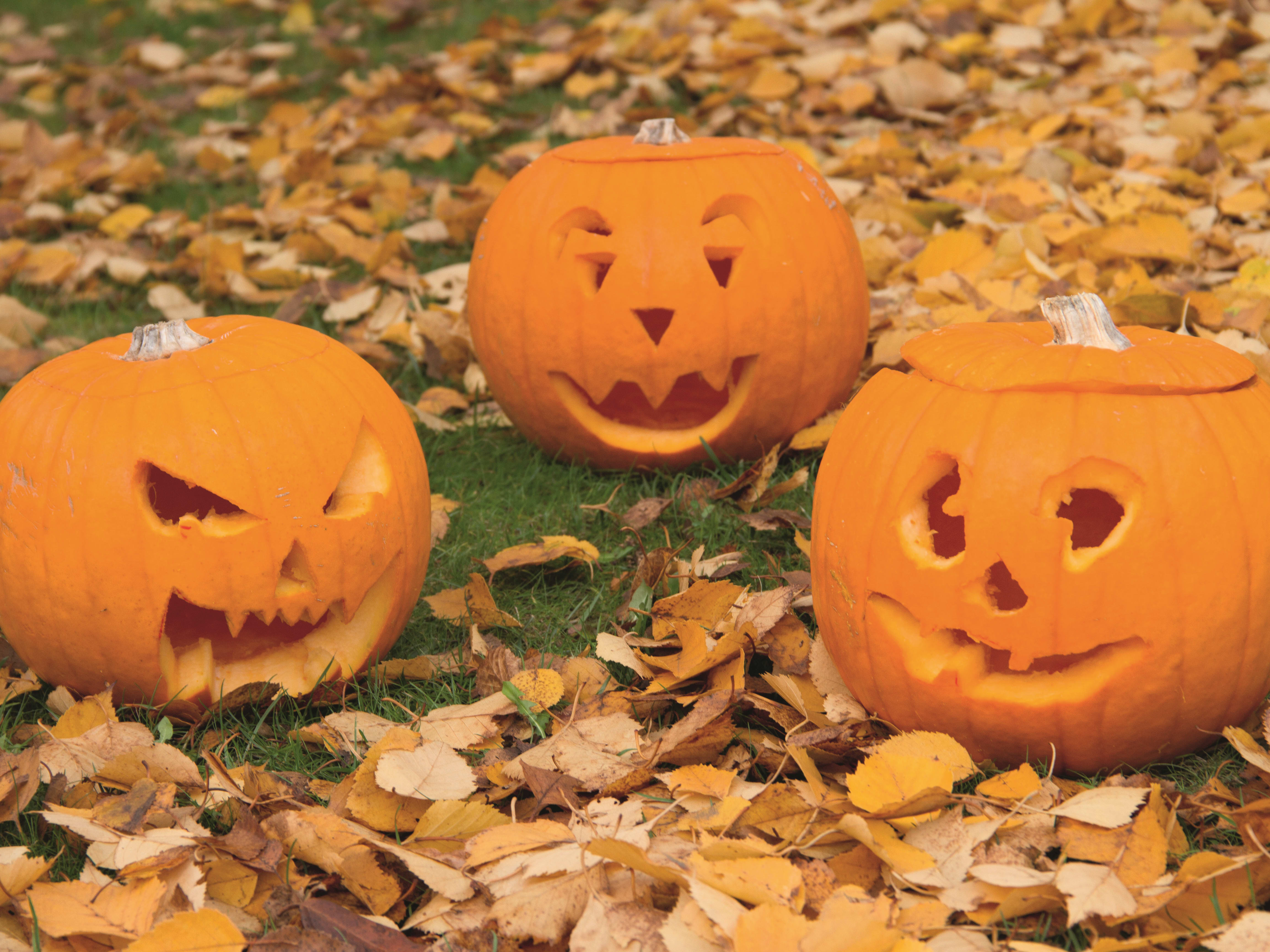 Atelier Enfant Citrouille D Halloween Chez Truffaut Bordeaux Funbooker