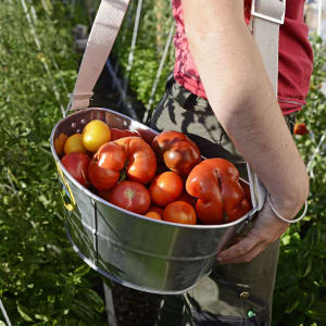 Agriculture