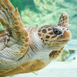 Aquarium