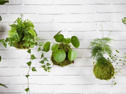 Atelier création Kokedama chez Truffaut Rennes