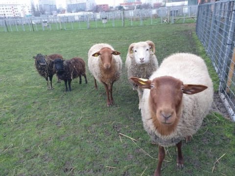 Fête de la Laine à  la Ferme Ouverte de Saint Denis