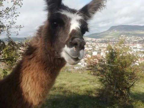 Balade avec des Lamas à  Millau (12)