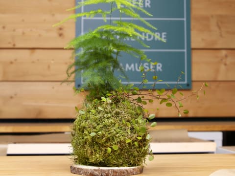 Atelier création Kokedama chez Truffaut Grigny (91)