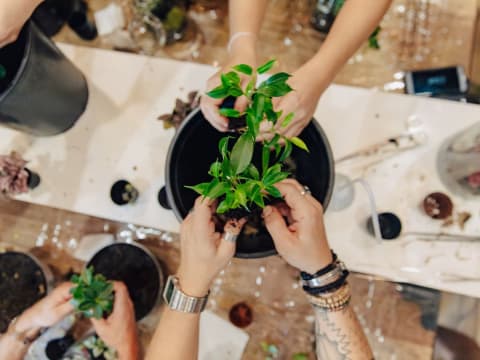 Atelier Terrarium à  Bordeaux (33)