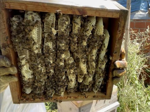 Stage Journée Apiculture à  Givet dans les Ardennes
