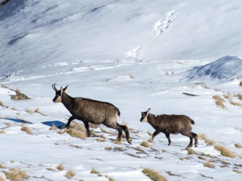 Journée observation des chamois à  Megève (74)