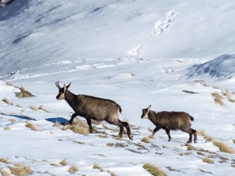 Observation de la faune sauvage à  Chamonix (74)