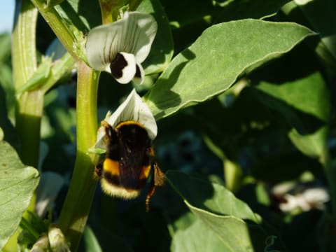 Conte pour enfant sur les insectes et observations à  Montardon