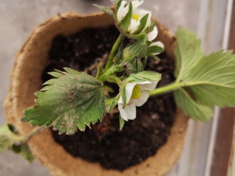 Atelier Jardinage & Animaux à  la Ferme Ouverte de Saint-Denis