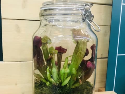 Atelier terrarium plantes carnivores chez Truffaut Toulouse