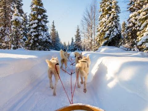 Initiation à  la conduite de Chiens de Traîneau à  Avoriaz (74)