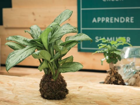 Atelier création Kokedama chez Truffaut Paris Grand Stade