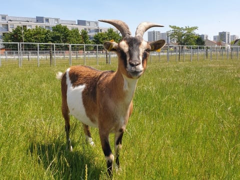 Visite libre de la Ferme de Gally St-Denis