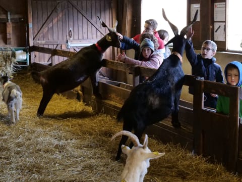 Visite de la Bergerie Nationale de Rambouillet