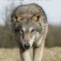 Rendez Vous en Terre Animale