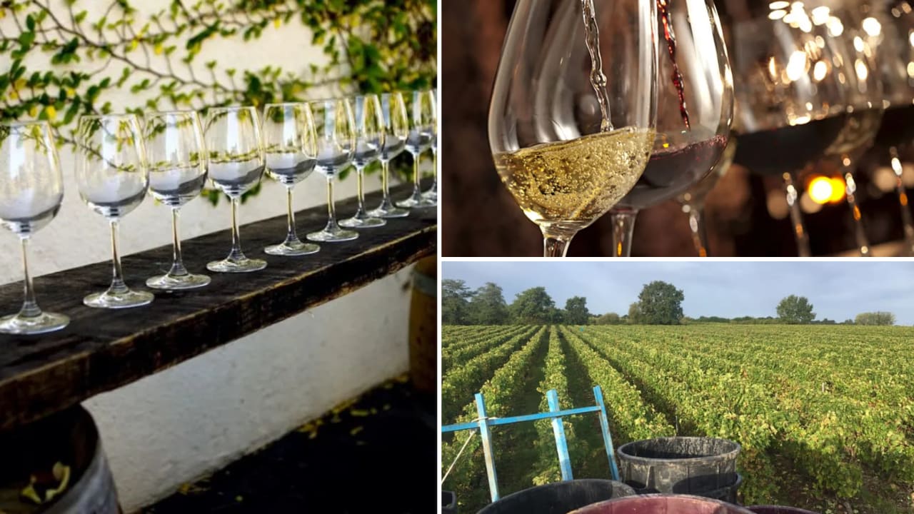 visite du domaine et cours oenologie