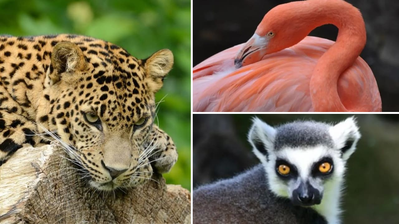 billet-zoo