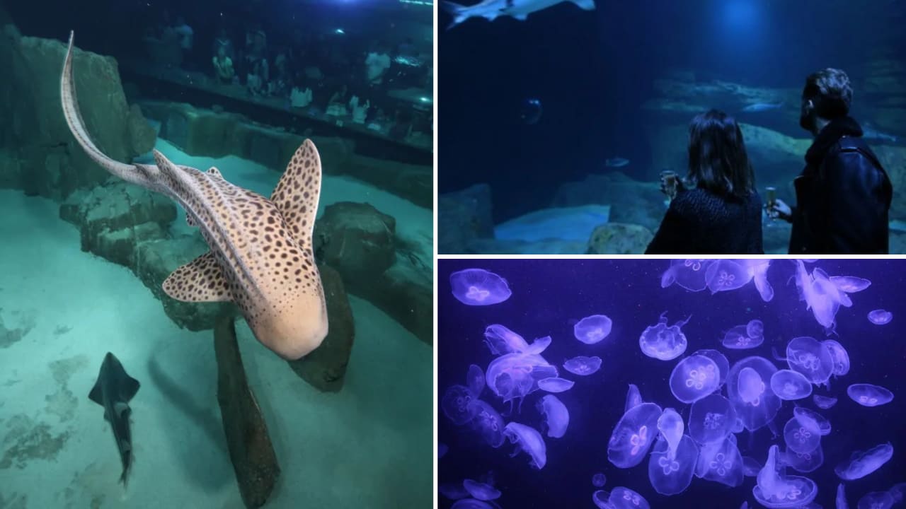 aquarium