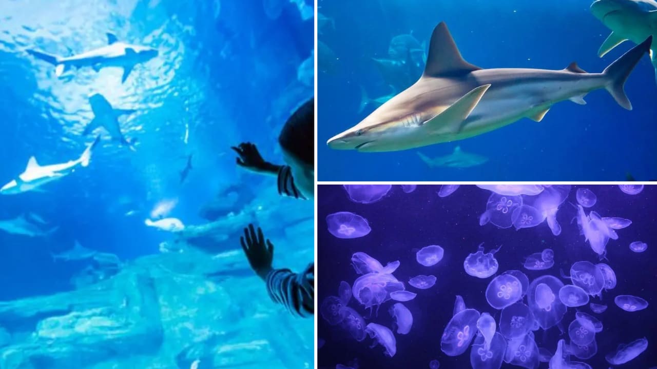 aquarium