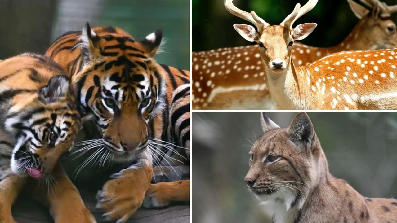 zoo