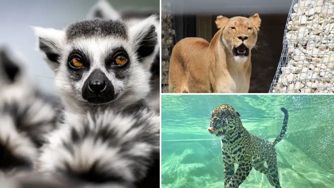 visite zoo bordeaux