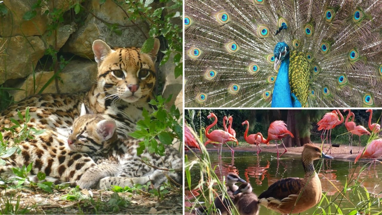 billet-pour-le-zoa-parc